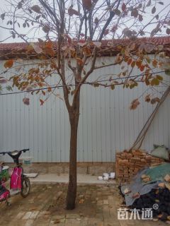 12.5公分柿树