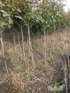 高度1700厘米红叶石楠柱