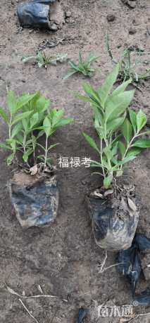 福禄考