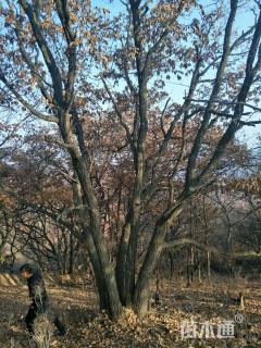 高度350厘米丛生蒙古栎