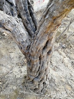 高度400厘米石榴