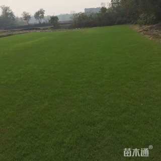 草皮