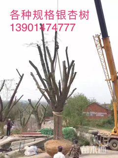 100公分银杏