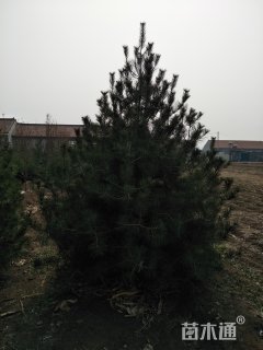 高度450厘米白皮松