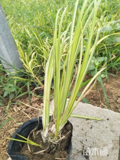 高度20厘米金叶石菖蒲