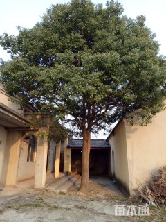 40公分香樟
