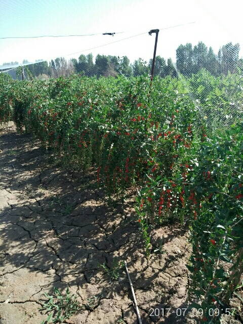 高度40厘米枸杞