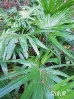 裸干高30厘米蒲葵