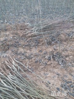 高度120厘米晚秋黄梨