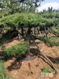 14公分造型油松