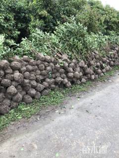 高度120厘米青珊瑚