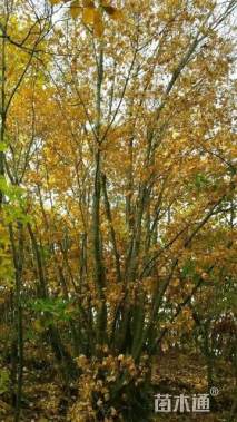 高度800厘米丛生五角枫