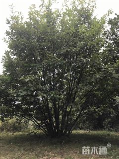 丛生蒙古栎