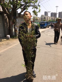 慈孝竹