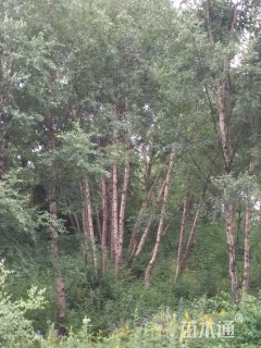 白桦