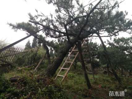 高度280厘米黑松