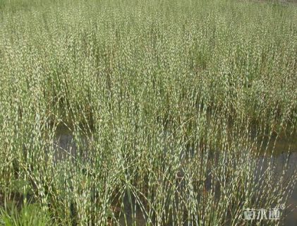 高度60厘米花叶水葱