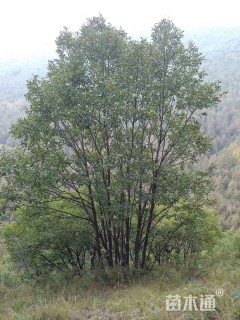 高度800厘米丛生蒙古栎