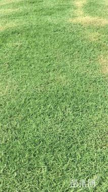 天堂草