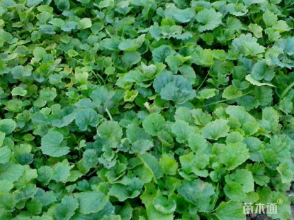 高度15厘米二月兰