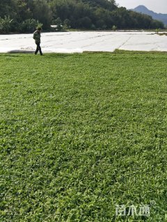 A-精品大叶油草