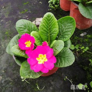 报春花