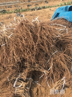 主蔓长15厘米葡萄