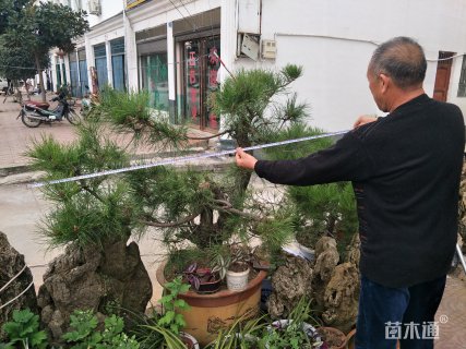 高度120厘米黑松