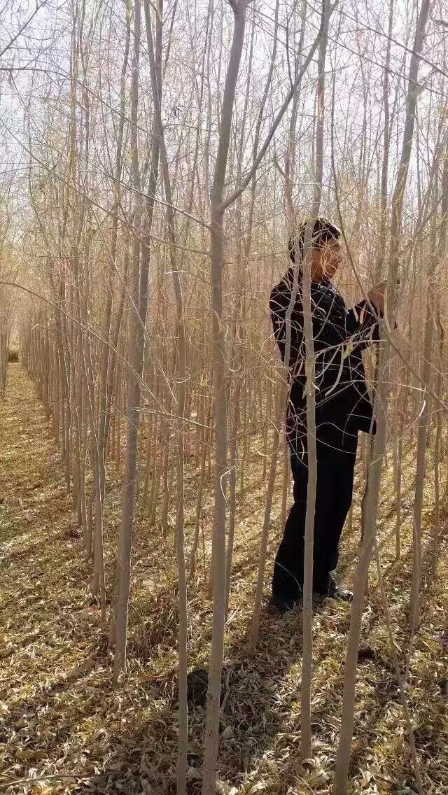 1公分胡杨树