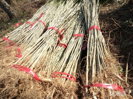 高度60厘米无患子小苗