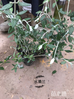 六道木