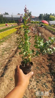 高度30厘米红叶小檗