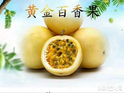 主蔓长10厘米西番莲