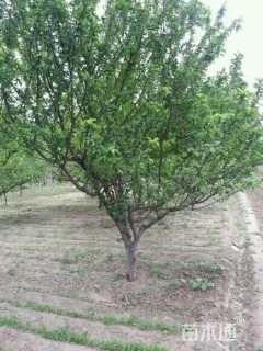 高度400厘米李子树