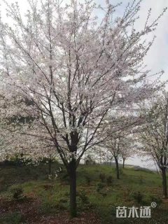 13公分樱花
