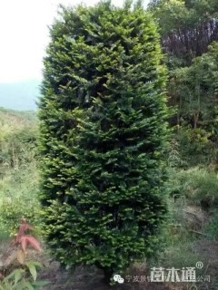 15公分红豆杉