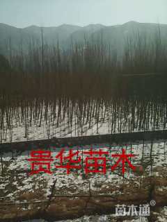 北京杨,新疆杨,旱柳