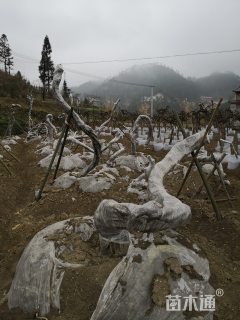 主蔓长200厘米紫藤