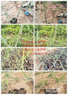 高度10厘米芦苇