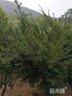 高度2000厘米曼地亚红豆杉