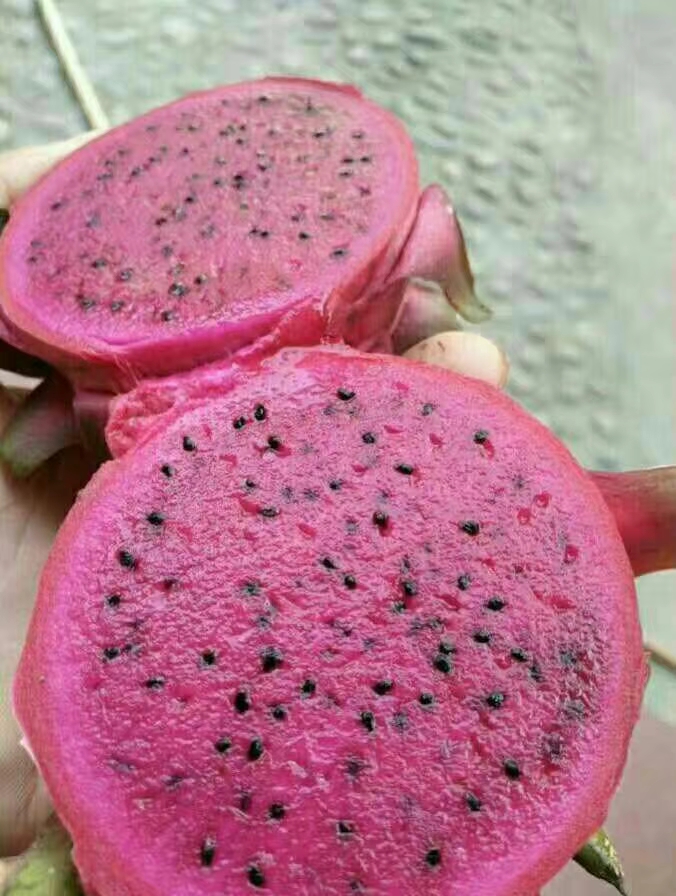 高度30厘米火龙果