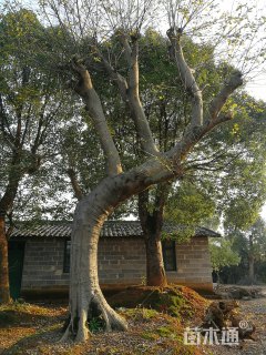 800厘米造型榆树