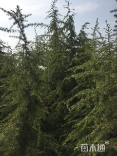 3公分北美红栎