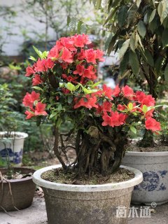 造型杜鹃