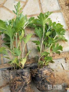 高度15厘米地被菊