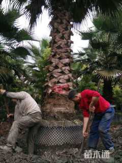 裸干高700厘米华盛顿棕榈