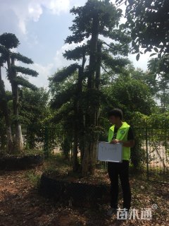 80公分造型榆树