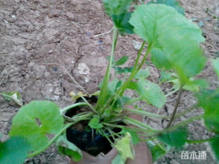 高度20厘米二月兰