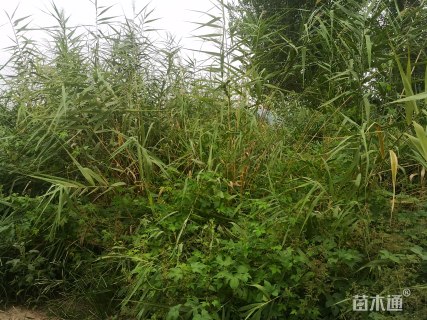 水生芦苇苗