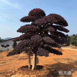 600厘米造型榆树